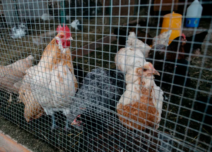 chickens inside a fence