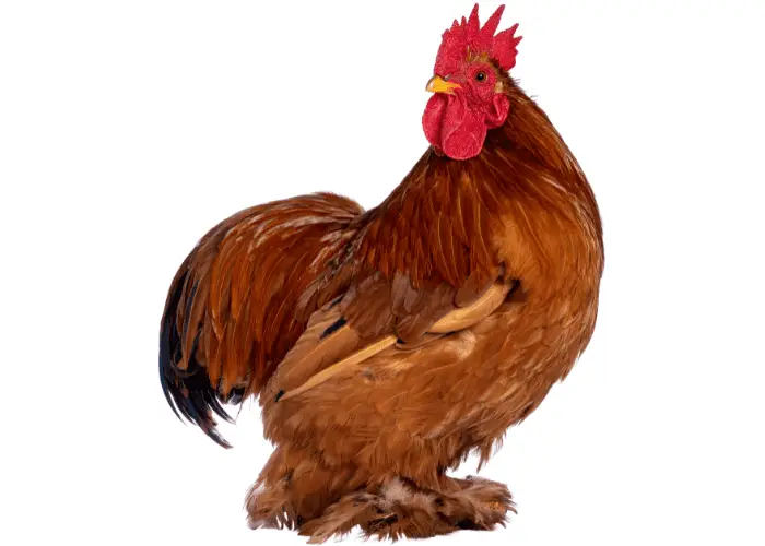 cochin rooster on white background