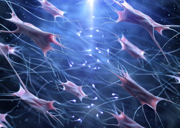 fibroblast and collagen