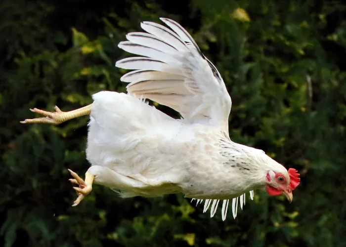 flying white chicken