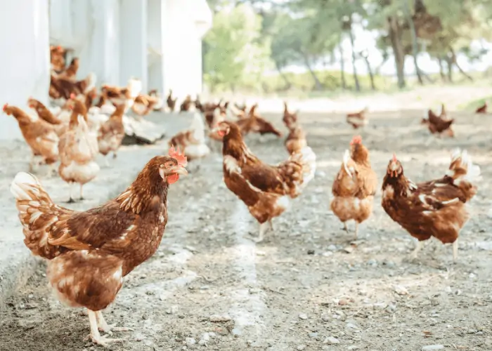 free range chicken in the backyard