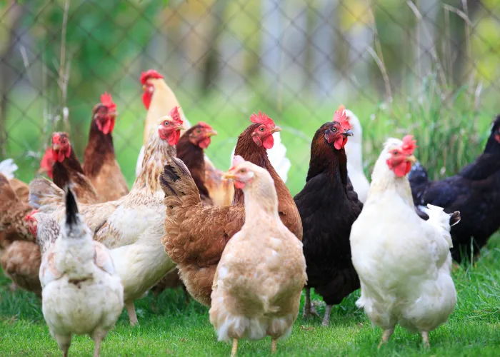 group of chickens inside a fenced yard