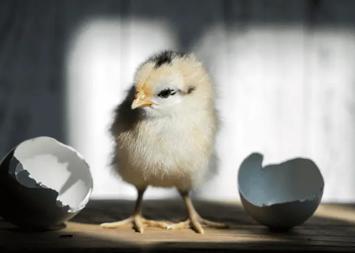 newborn chick