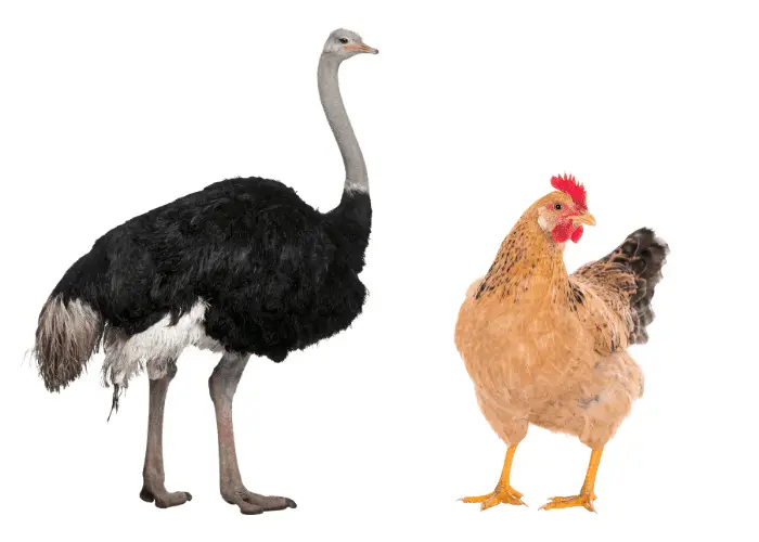 ostrich and chicken on white background