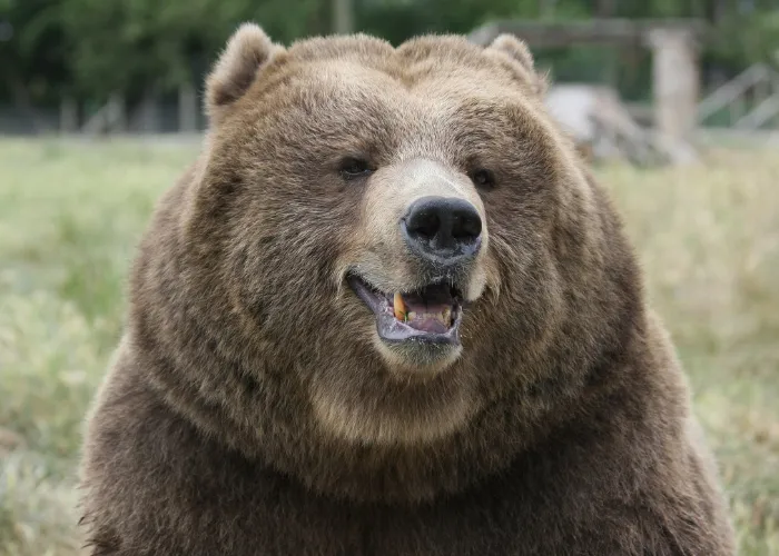 smiling bear close up photo