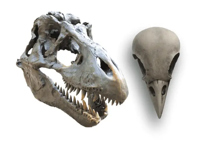 t-rex skull and a bird skull on white background