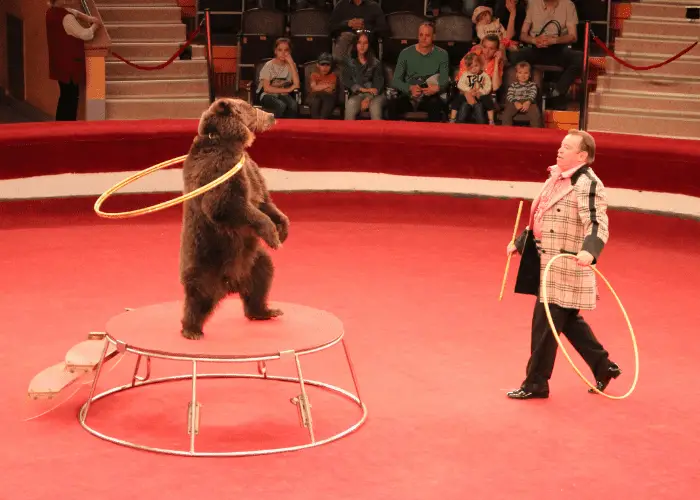 trained bear in a circus
