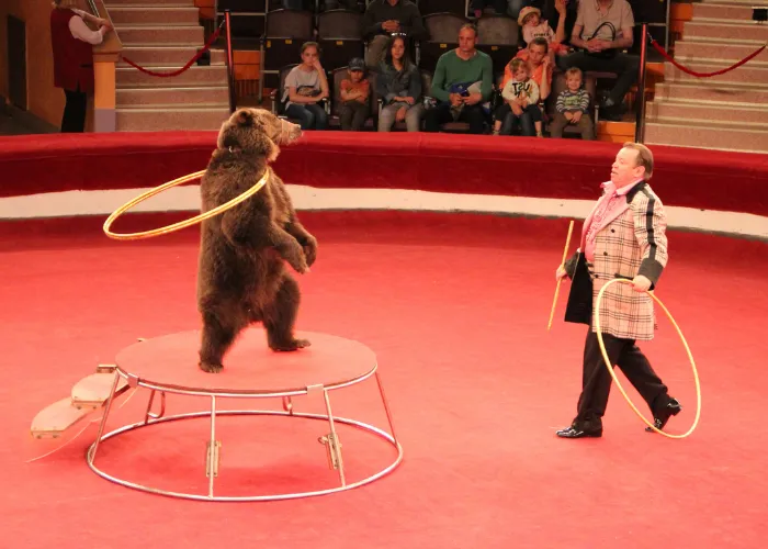 trained bear in a circus