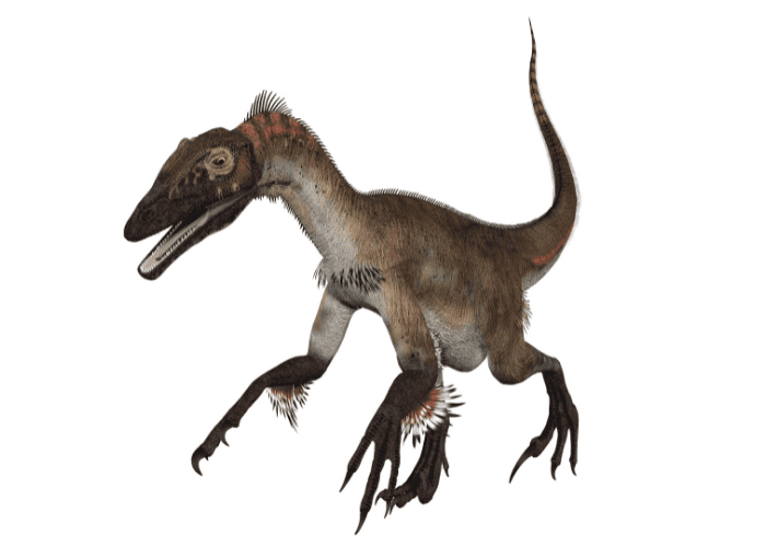 velociraptor on white background