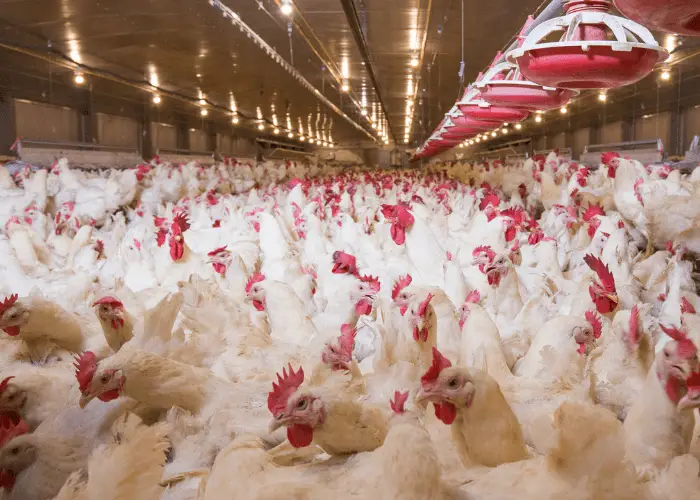 white poulty chickens in a farm