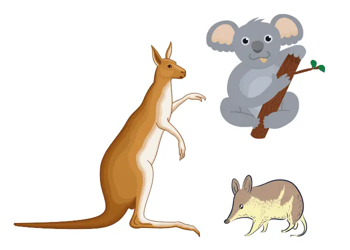 3 marsupials on white background