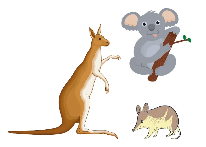 3 marsupials on white background