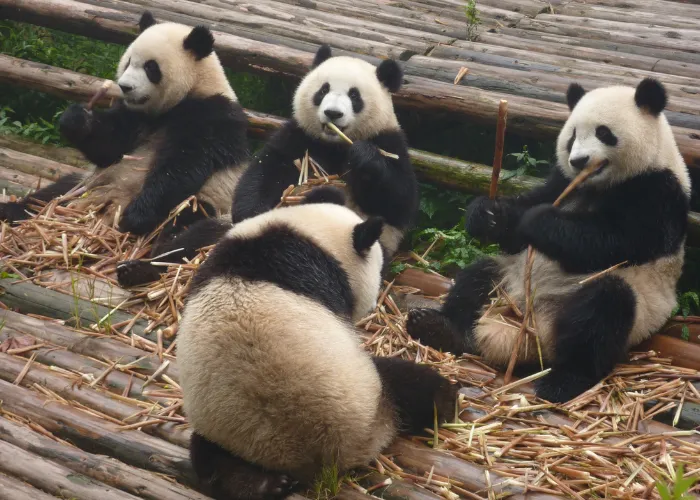 4 pandas eating bamboo