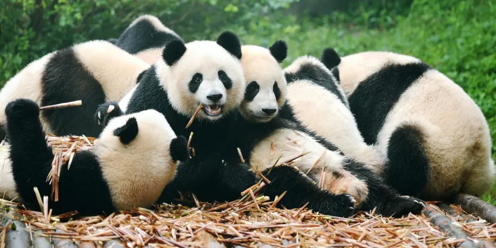 What is a Group of Pandas Called article featured image