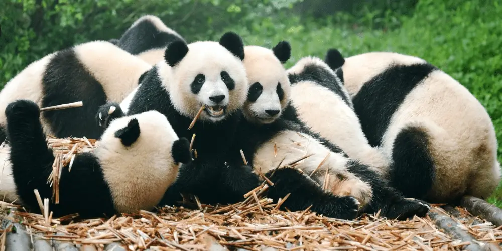 What is a Group of Pandas Called? | Animal Pickings