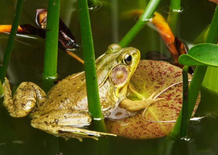 a frog at a pond