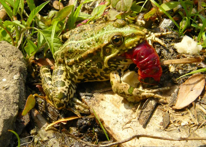 a frog eating a caterpillar