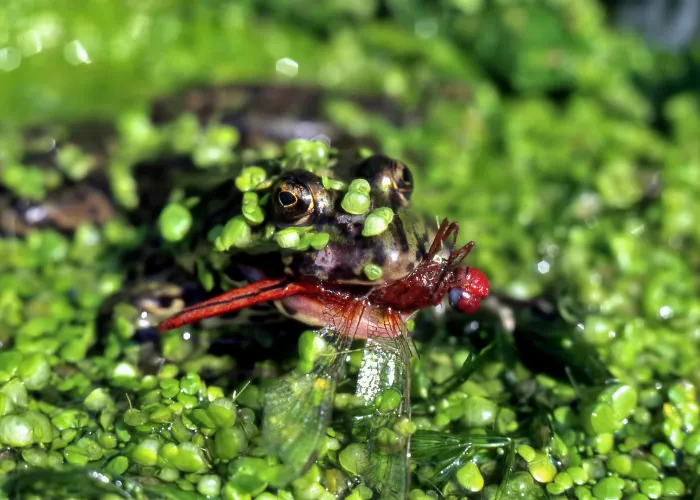 a frog eating a dragonfly