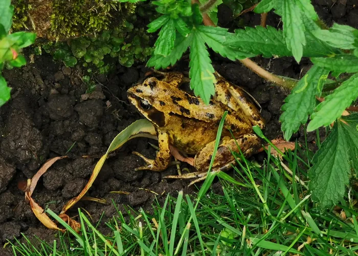 a frog in the garden