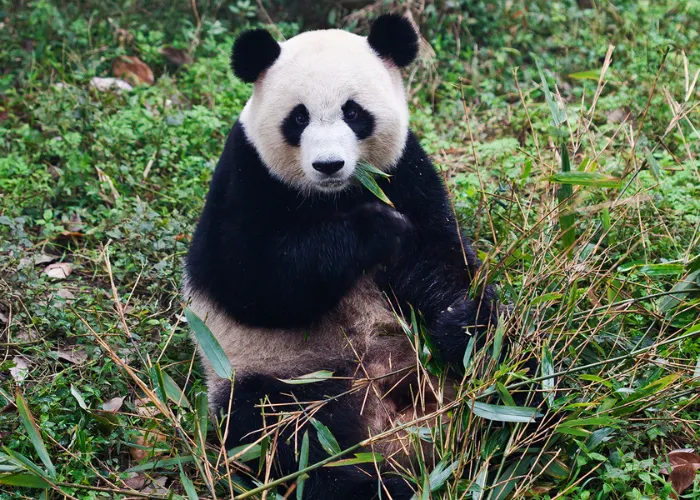a giant panda in China