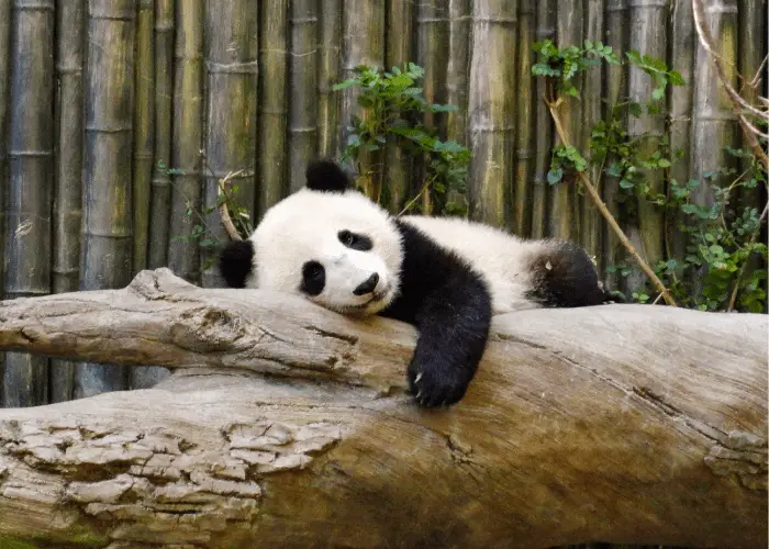 a panda cub at the zoo