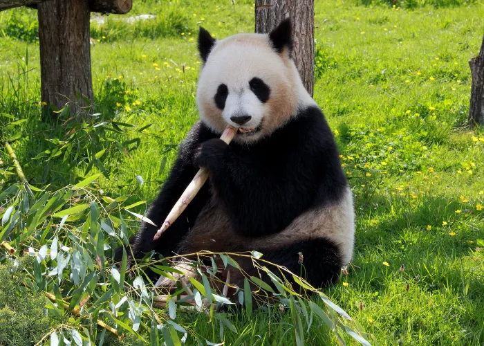 a panda eating some bamboo branch