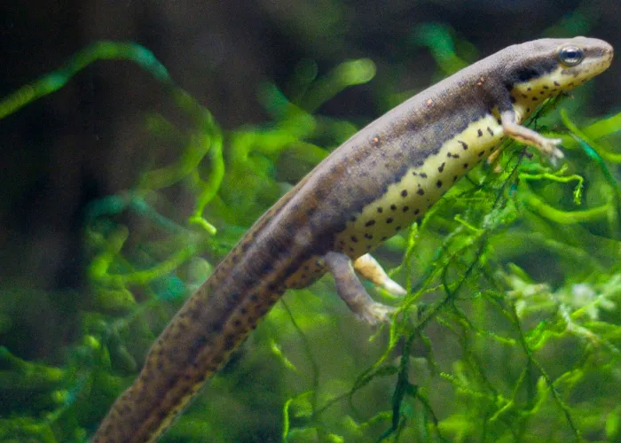 a tadpole under the water