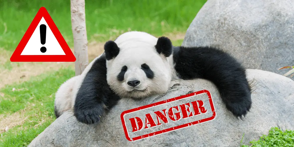are pandas dangerous illustration