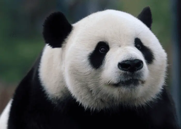 giant panda close up photo