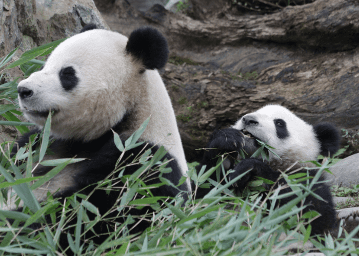 mother panda and cub photo eating bamboo