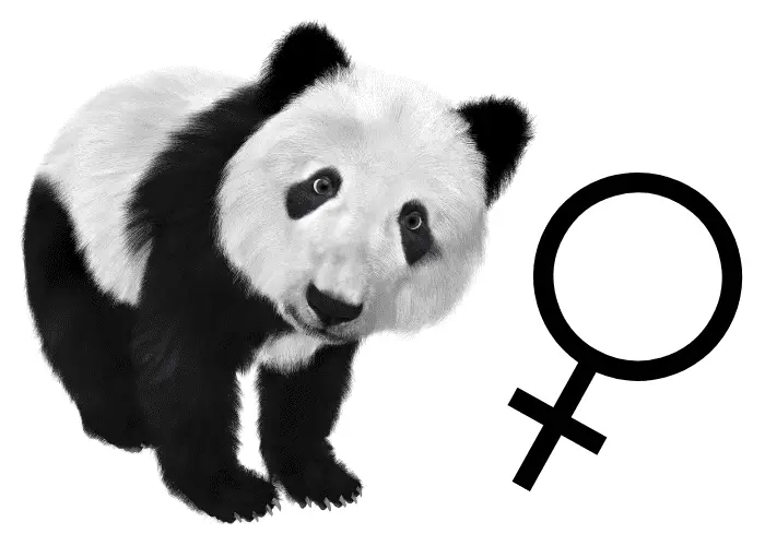 panda and a female symbol