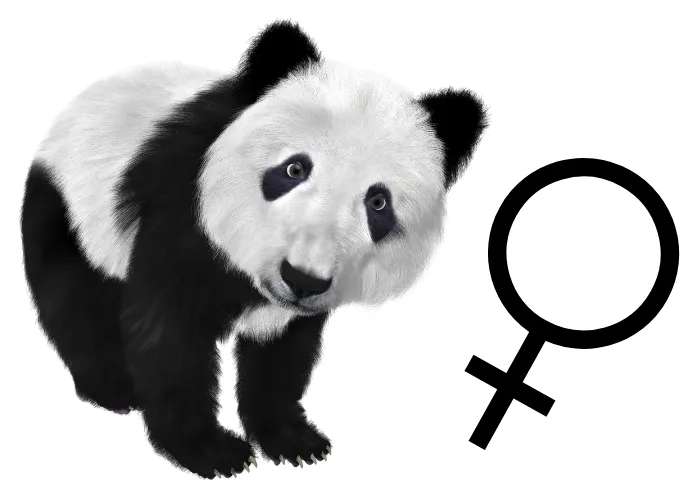 panda and a female symbol