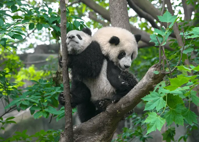 panda and her cub on the tree branch