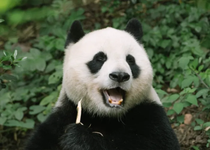 panda close-up shot