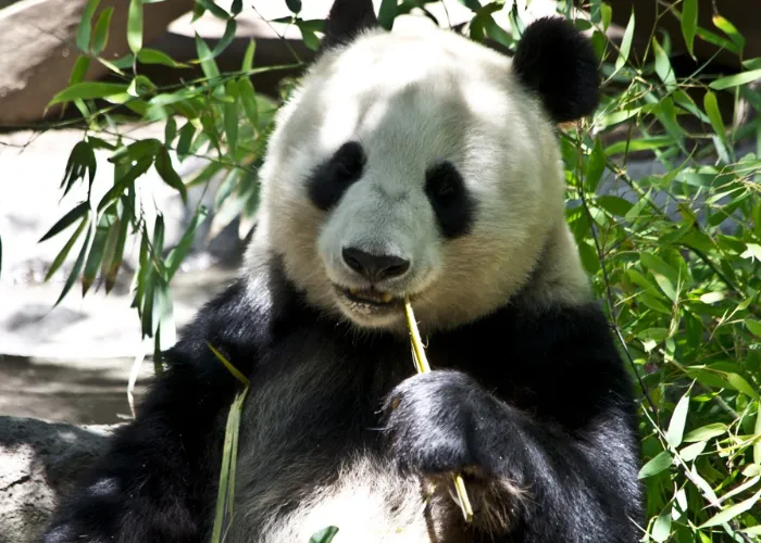 panda eating a bamboo stick