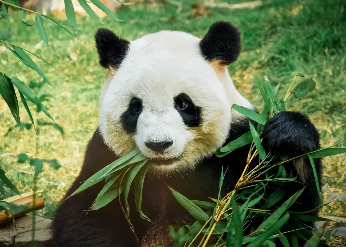 panda eating bamboo