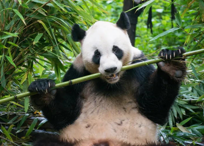 panda eating bamboo