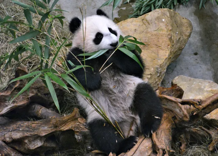 panda in a zoo enclosure