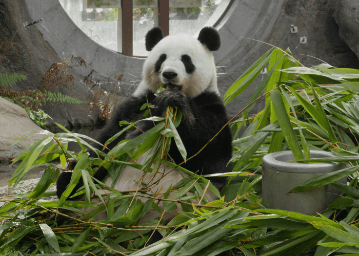 panda in a zoo