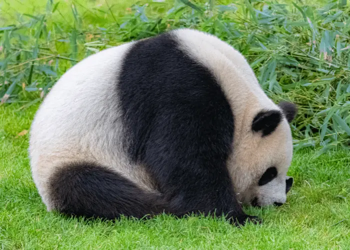 panda on the ground looking for something