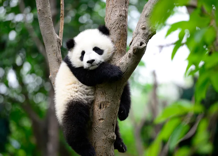 panda on the tree branch