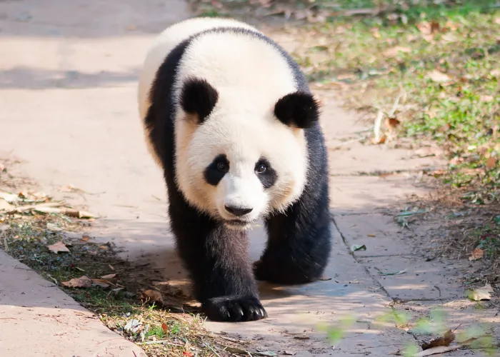 panda walking on the ground