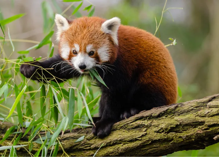 red panda on a tree branch
