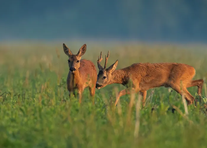 2 deer looking for food