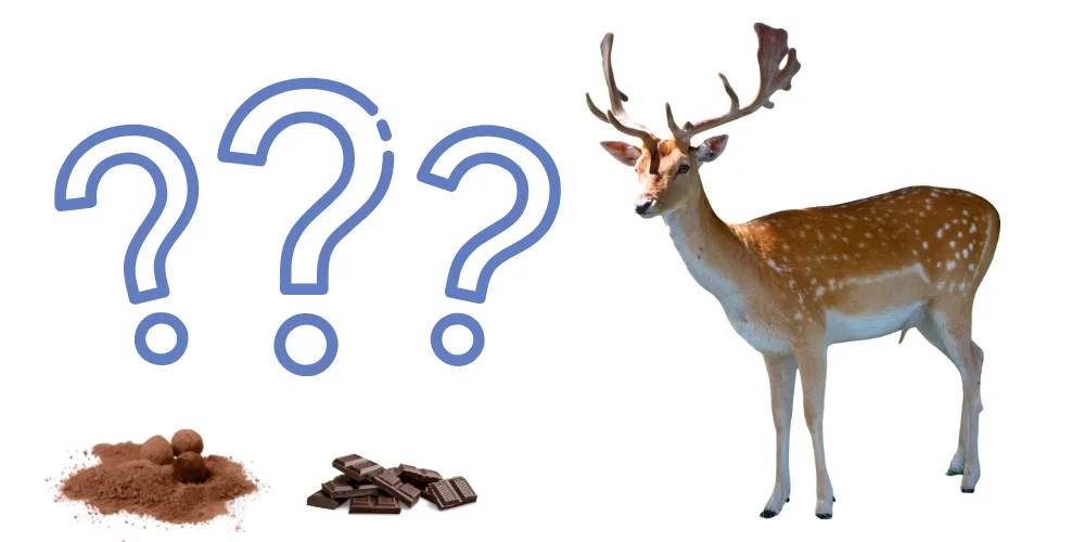 Can Deer Eat Chocolate featured image