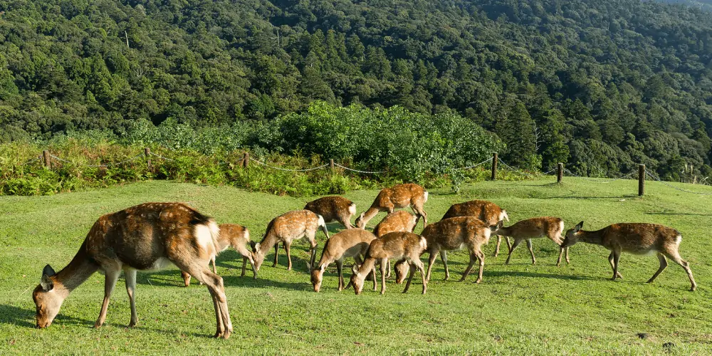 What do you Call a Group of Deer featured image