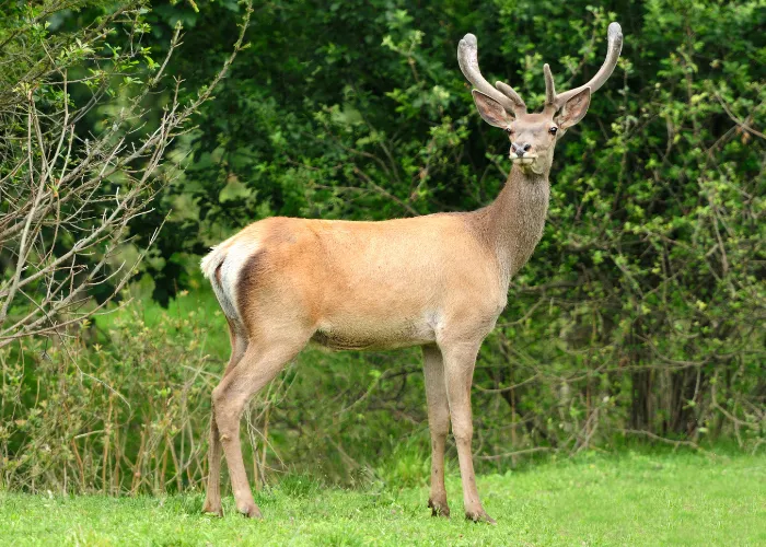 a deer in the bush