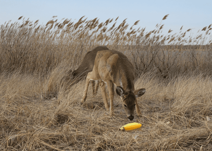 a deer smelling a corn on the ground