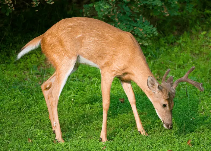 a deer sniffing something on the ground