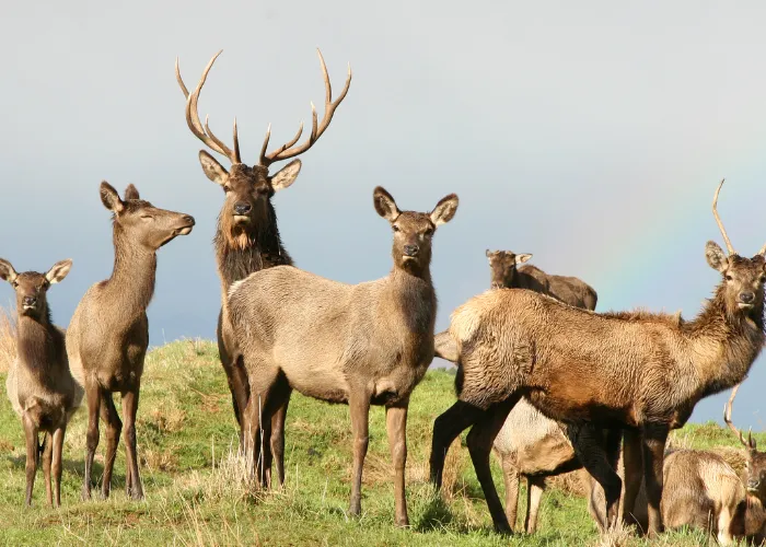 a herd of deer against a light blue sky background